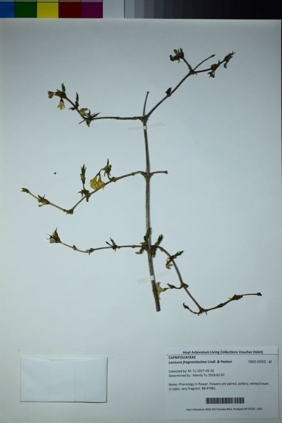 Lonicera fragrantissima - January jasmine, sweet breath-of-spring, sweet breath of spring