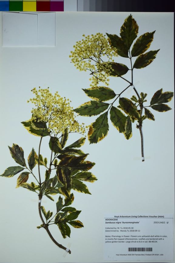 Sambucus nigra 'Aureomarginata'