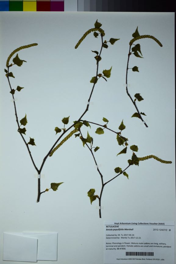 Betula populifolia - gray birch