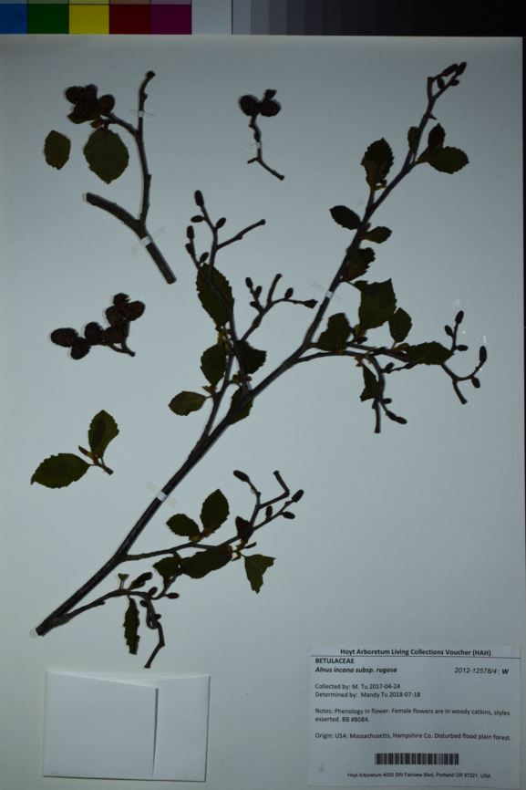 Alnus incana subsp. rugosa - Speckled Alder
