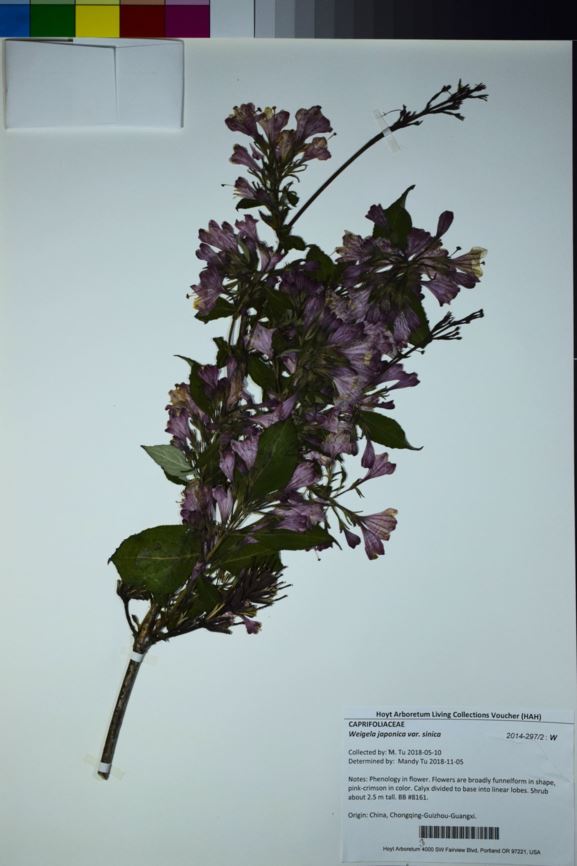 Weigela japonica var. sinica