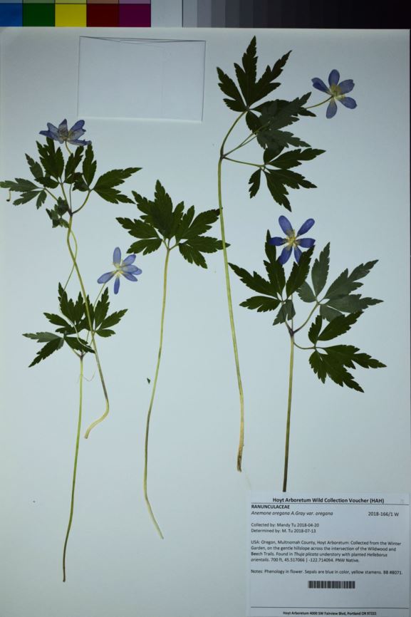 Anemone oregana var. oregana - blue windflower