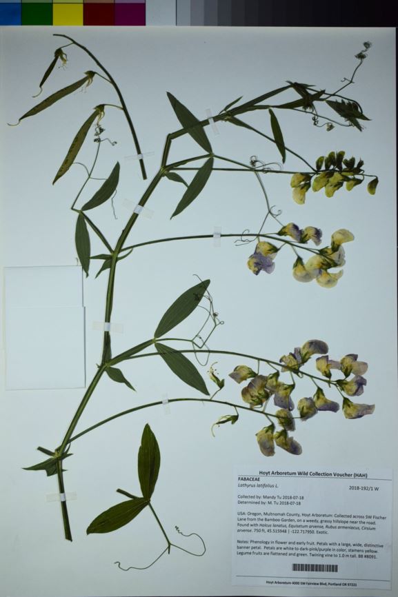 Lathyrus latifolius - perennial pea, everlasting-pea, everlasting peavine, perennial peavine, perennial sweetpea