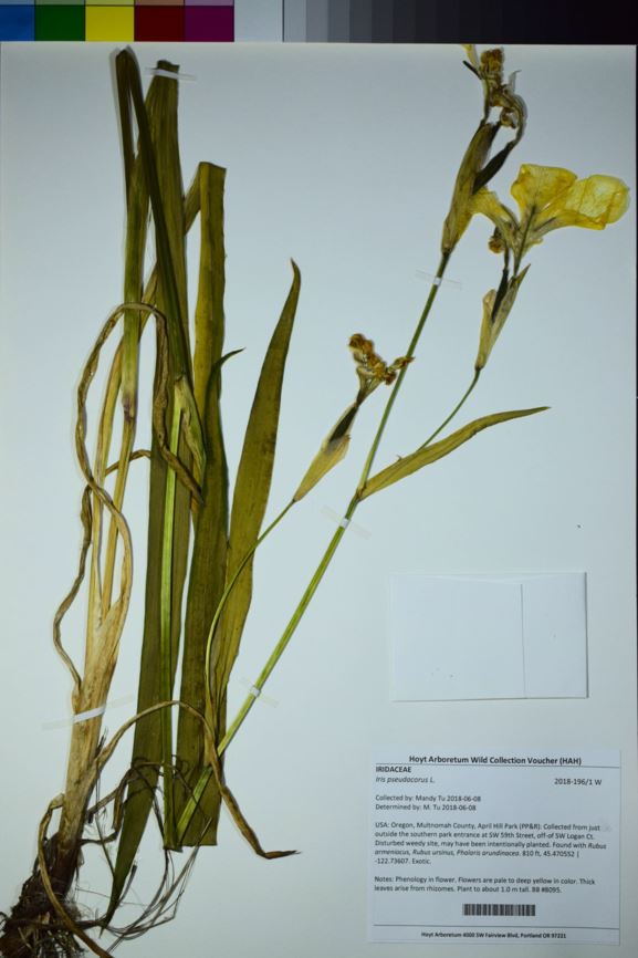 Iris pseudacorus - yellow flag, paleyellow iris