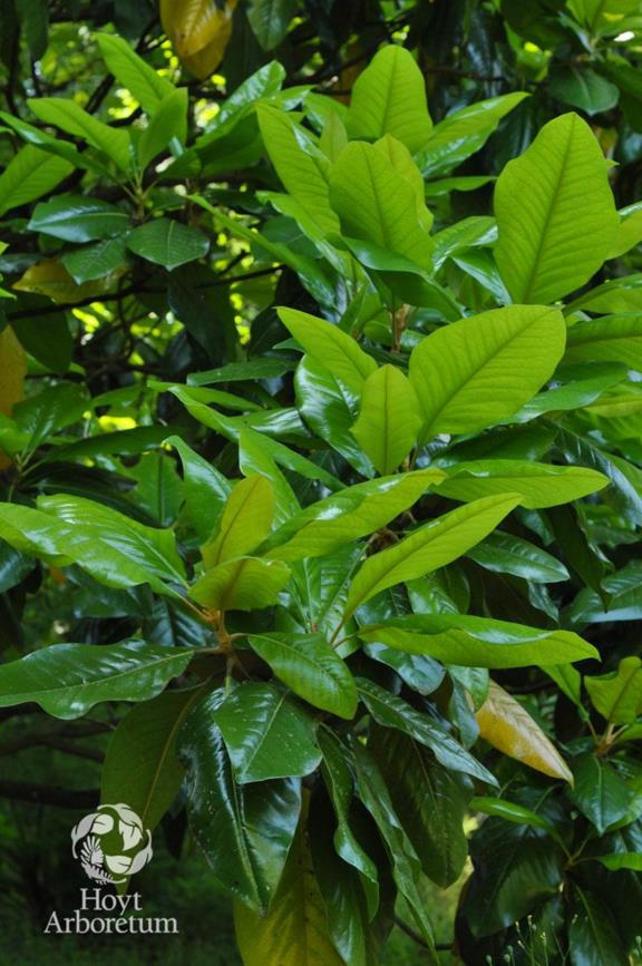 Magnolia grandiflora 'St. Mary' - St. Mary Magnolia | Hoyt Arboretum