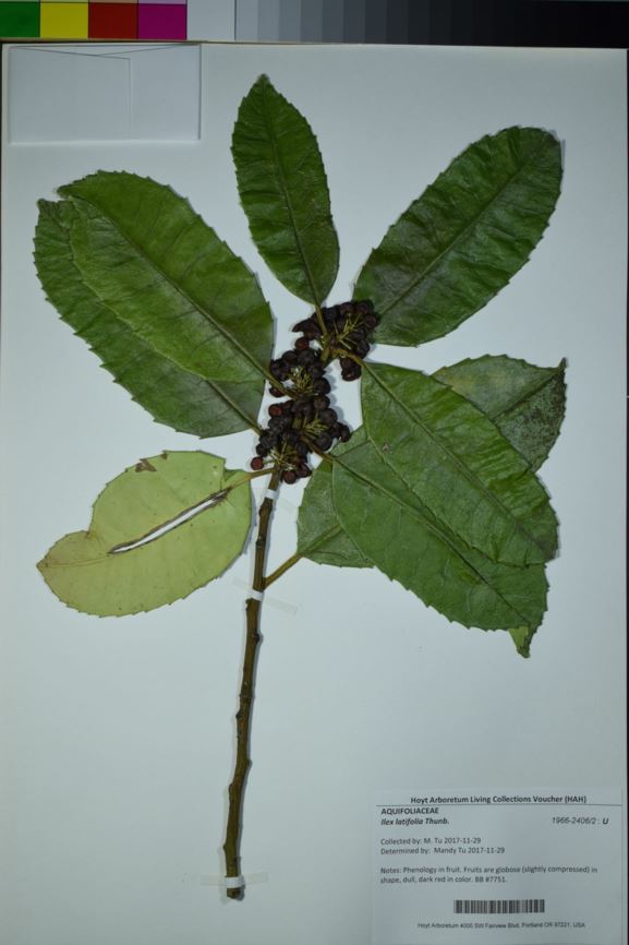 Ilex latifolia - Lusterleaf Holly