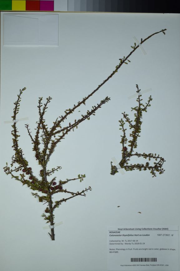 Cotoneaster thymifolius