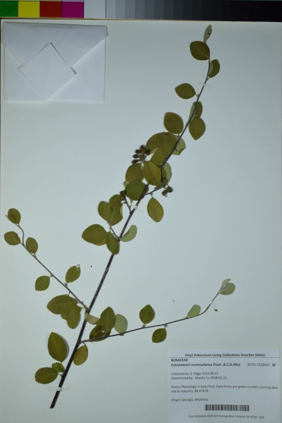 Cotoneaster nummularius
