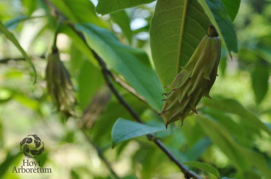 Magnolia wilsonii - Wilson's Magnolia