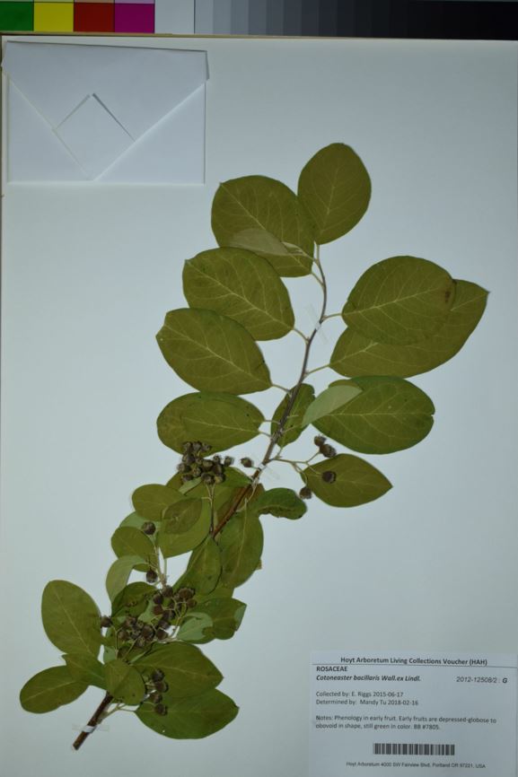 Cotoneaster bacillaris