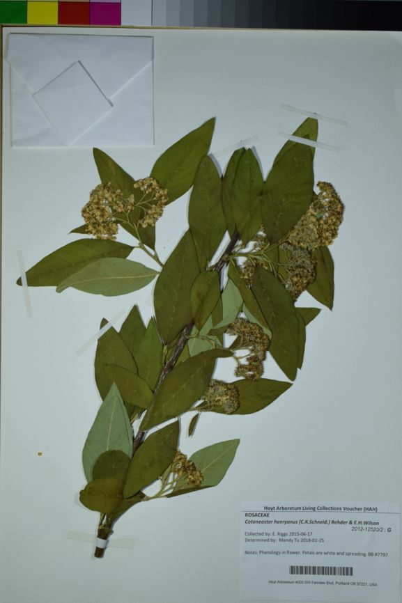 Cotoneaster henryanus