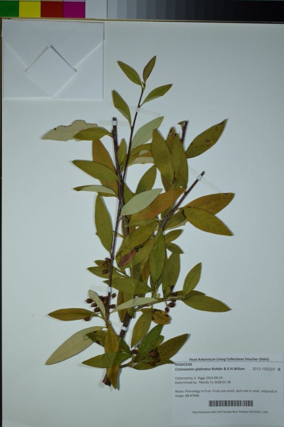 Cotoneaster glabratus