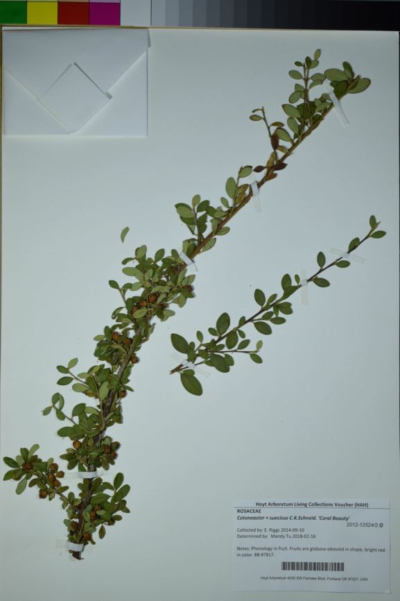 Cotoneaster × suecicus 'Coral Beauty'