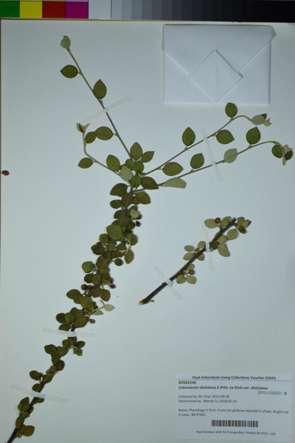 Cotoneaster dielsianus var. dielsianus