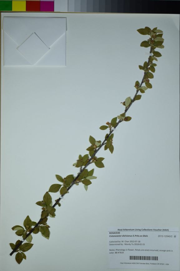 Cotoneaster dielsianus