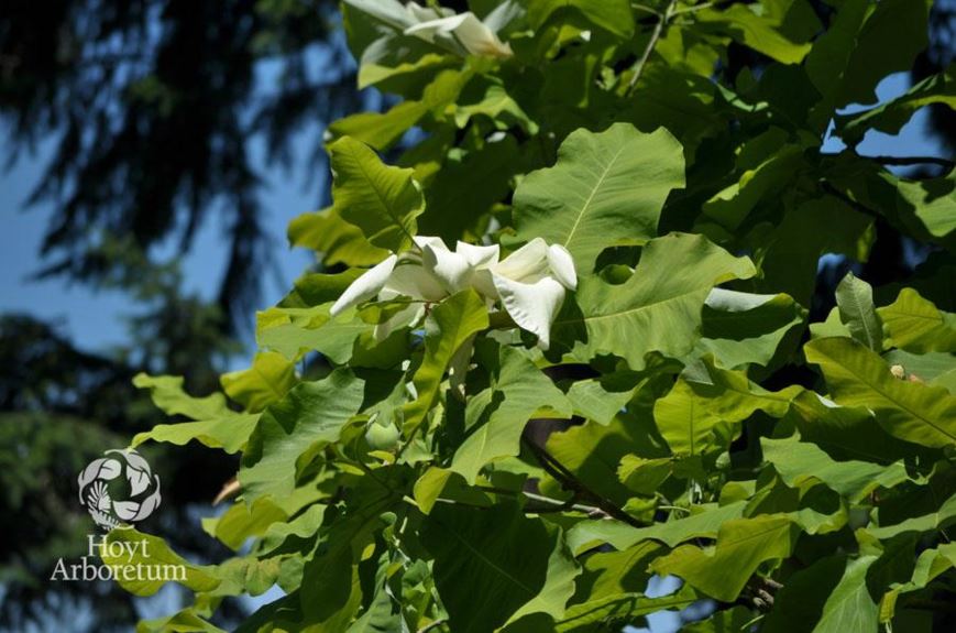 Magnolia macrophylla - Bigleaf Magnolia