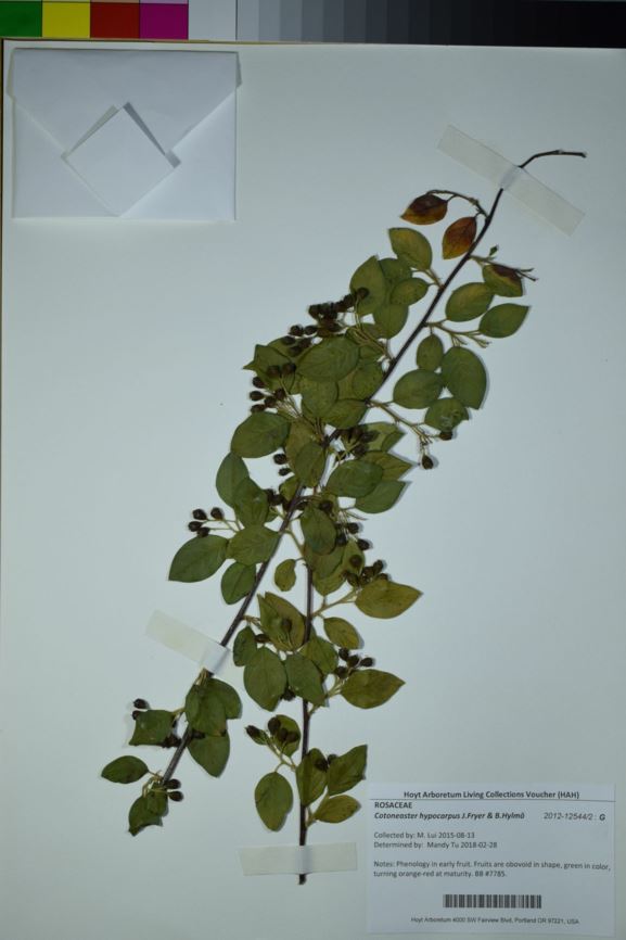 Cotoneaster hypocarpus