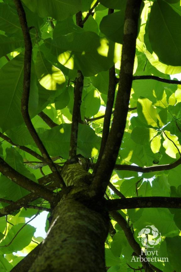 Magnolia macrophylla - Bigleaf Magnolia | Hoyt Arboretum, Portland