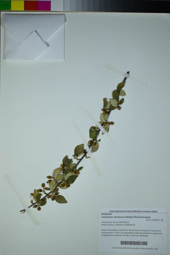 Cotoneaster cinerascens