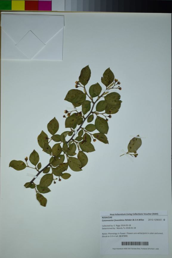 Cotoneaster foveolatus