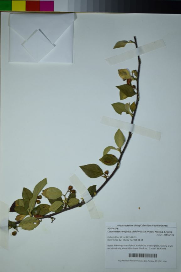 Cotoneaster cornifolius