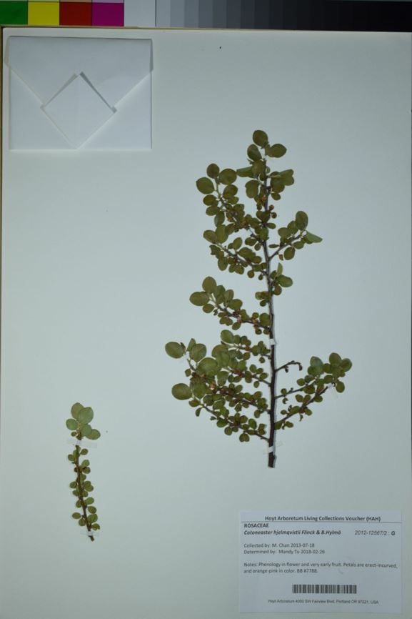 Cotoneaster hjelmqvistii