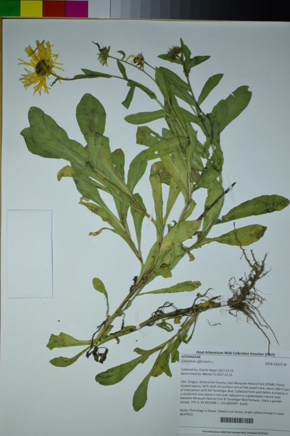 Calendula officinalis - pot marigold, Scotch-marigold, calendula