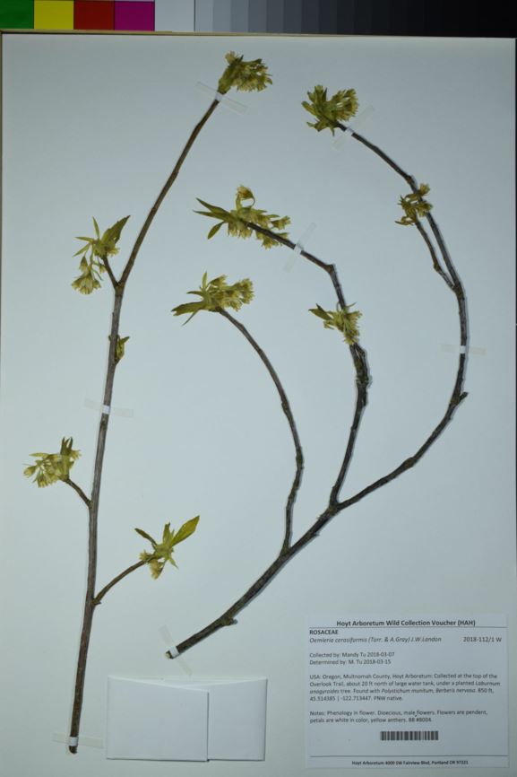 Oemleria cerasiformis - Indian plum, osoberry