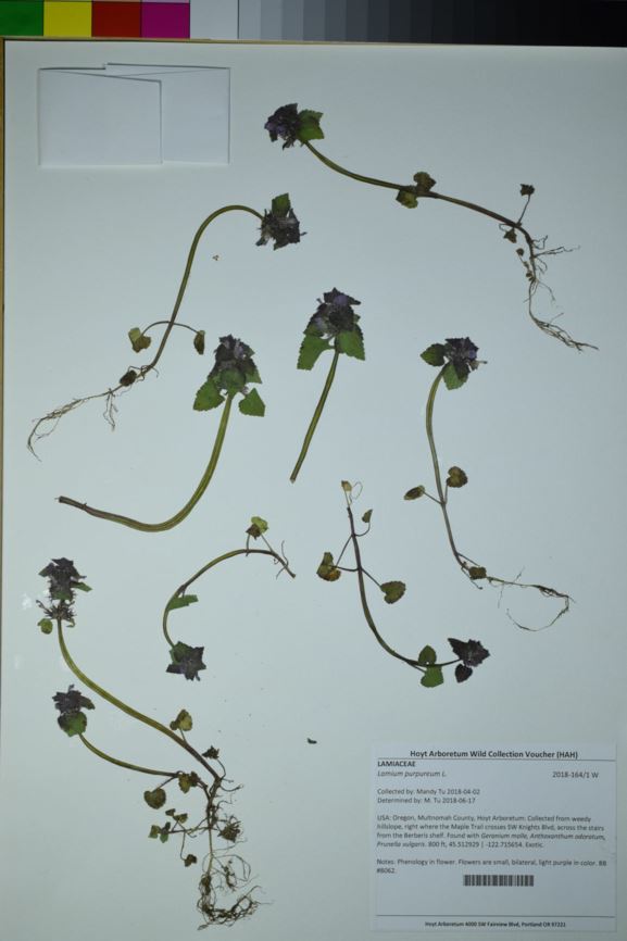 Lamium purpureum - red deadnettle, purple deadnettle