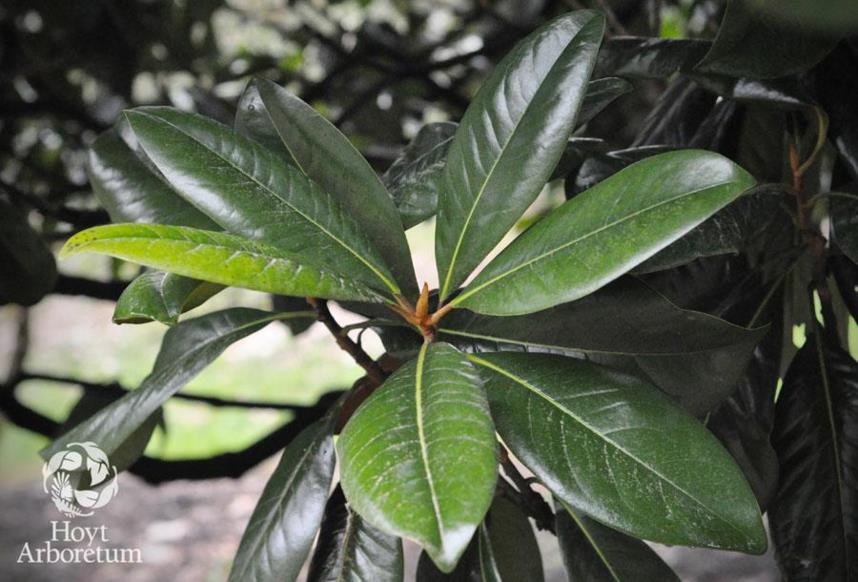 Magnolia grandiflora 'Victoria' - Victoria Southern Magnolia | Hoyt