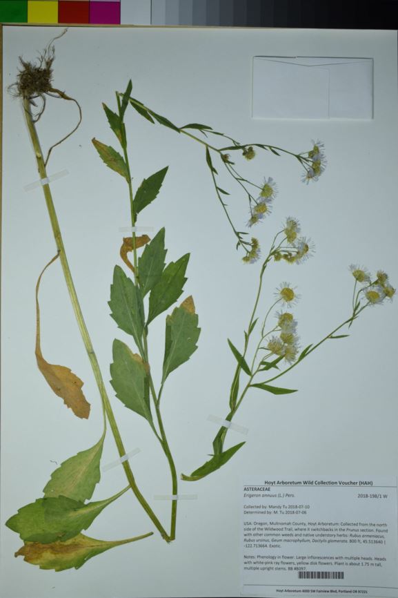 Erigeron annuus - eastern daisy fleabane, annual fleabane