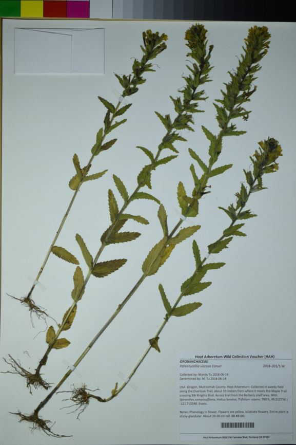 Parentucellia viscosa - yellow glandweed, parentucellia