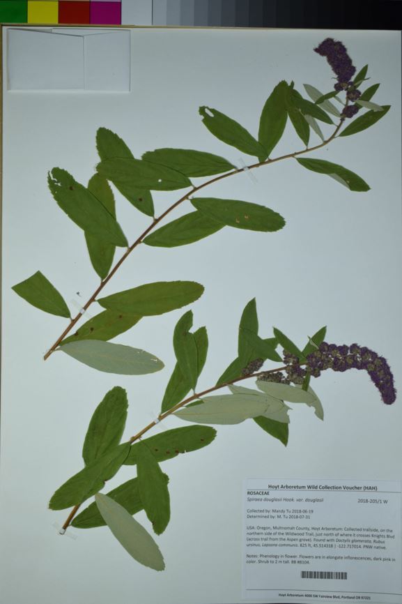 Spiraea douglasii var. douglasii - western spiraea, rose spirea, hardhack