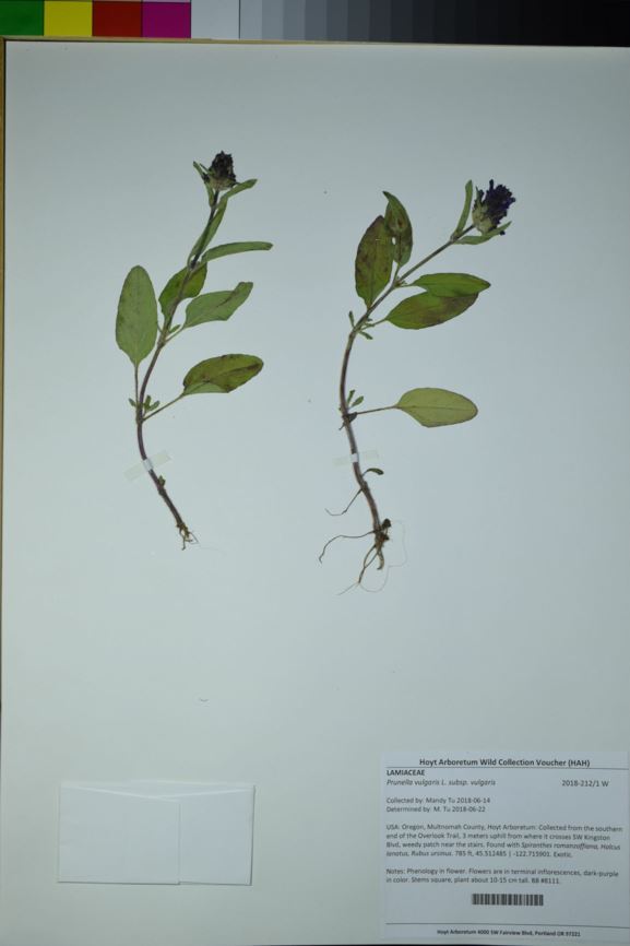 Prunella vulgaris subsp. vulgaris - heal all, healall, selfheal, common selfheal