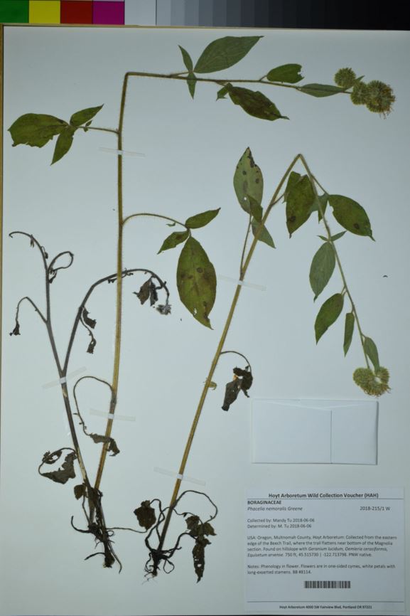 Phacelia nemoralis - shade phacelia, Oregon phacelia