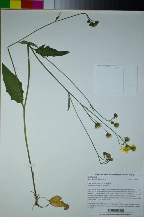 Hieracium lachenalii - common hawkweed