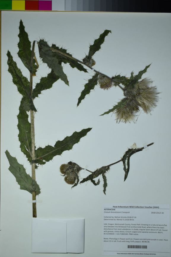 Cirsium brevistylum - clustered thistle