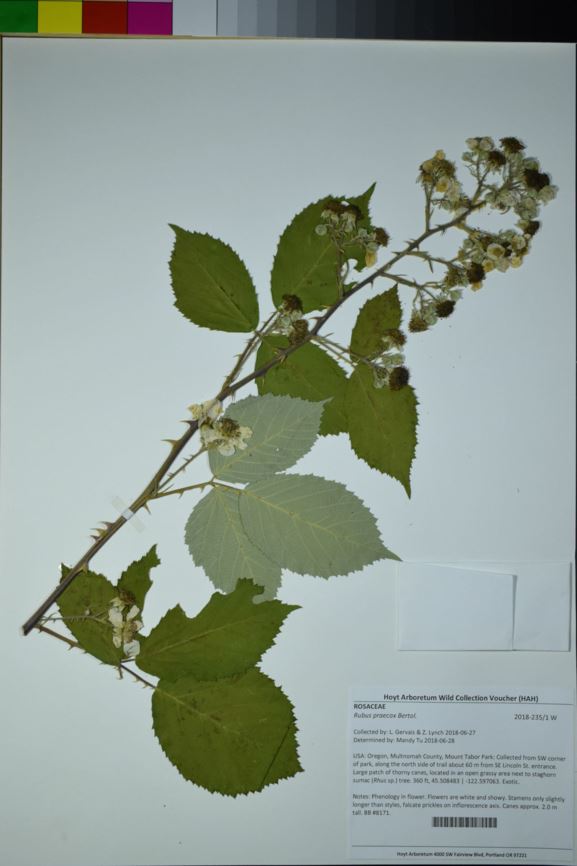 Rubus praecox - European blackberry