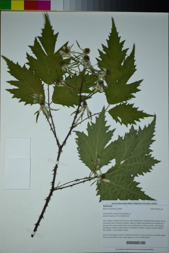 Rubus laciniatus - cut-leaved blackberry, cutleaf blackberry