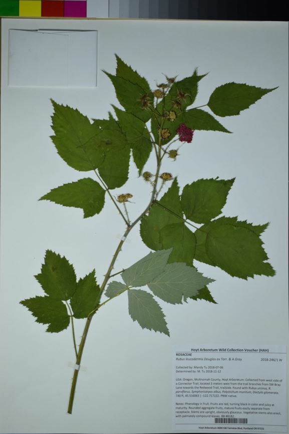 Rubus leucodermis - western raspberry, whitebark raspberry