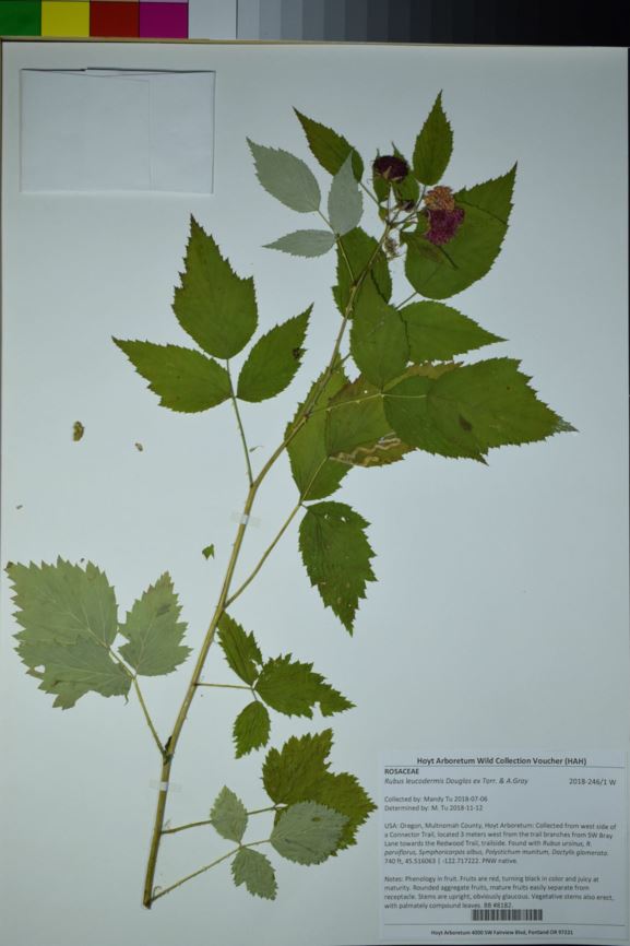 Rubus leucodermis - western raspberry, whitebark raspberry | Hoyt ...
