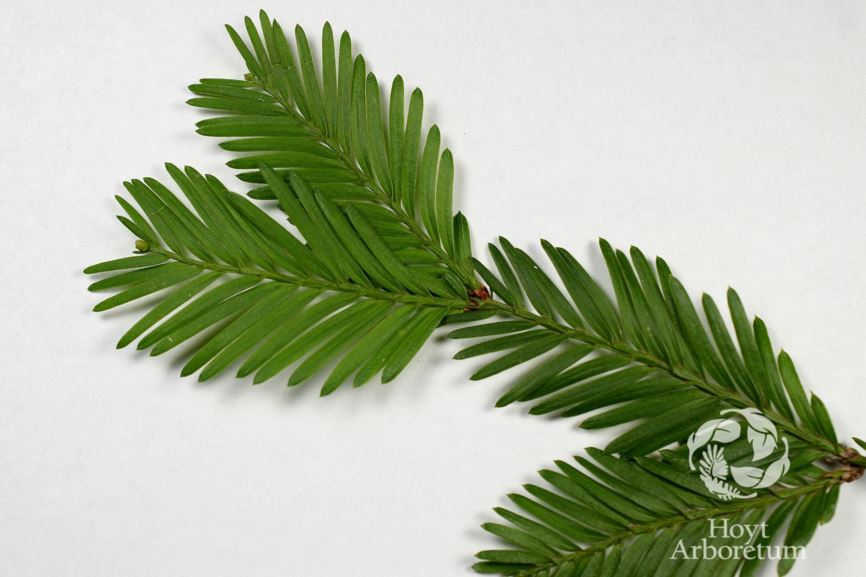 Sequoia sempervirens 'Aptos Blue' - Aptos Blue Redwood | Hoyt Arboretum ...