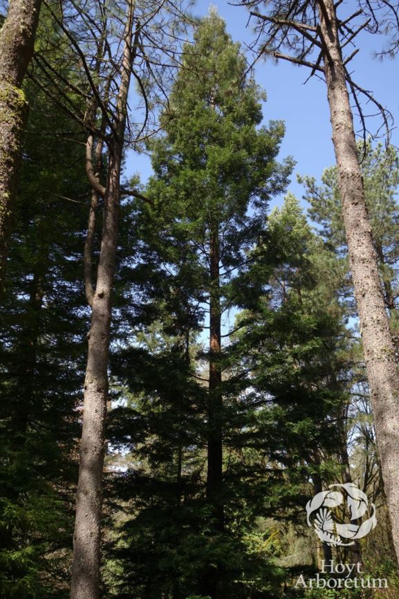Sequoia sempervirens 'Aptos Blue' - Aptos Blue Redwood