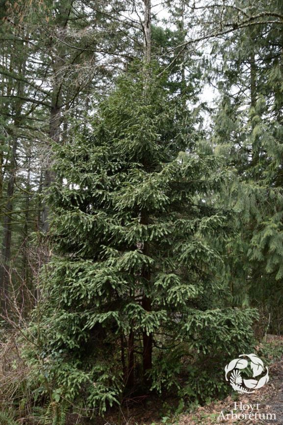 Sequoia sempervirens 'Cantab'