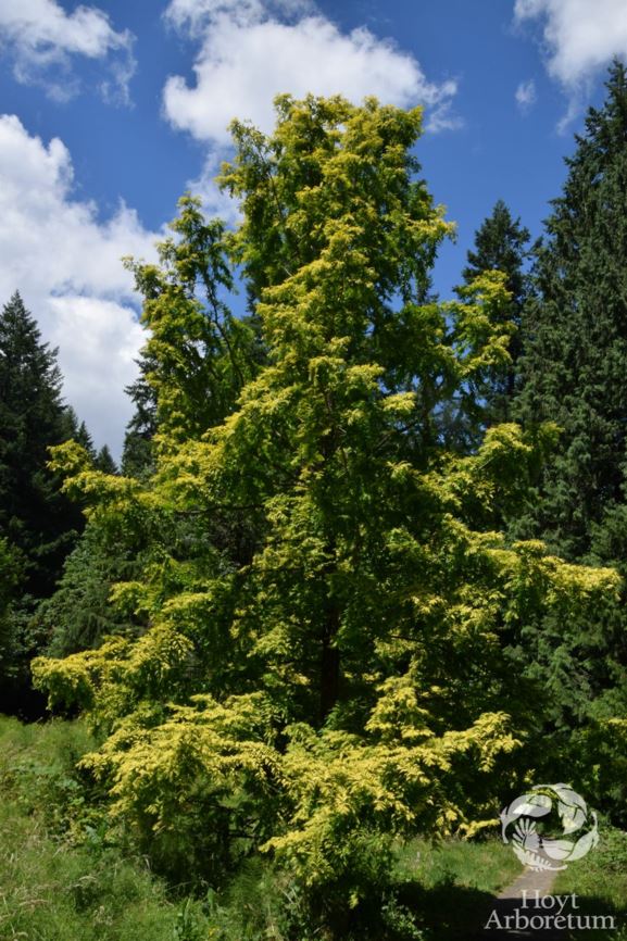 Metasequoia glyptostroboides 'Ogon' - ogon dawn redwood