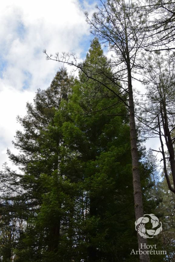 Sequoia sempervirens 'Santa Cruz' - Santa Cruz Redwood