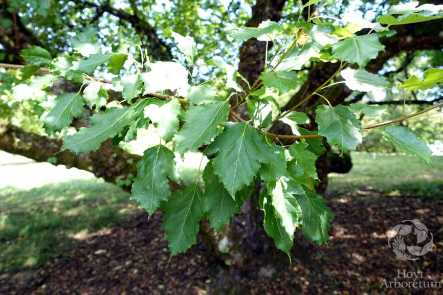 Acer tataricum subsp. ginnala - Amur Maple