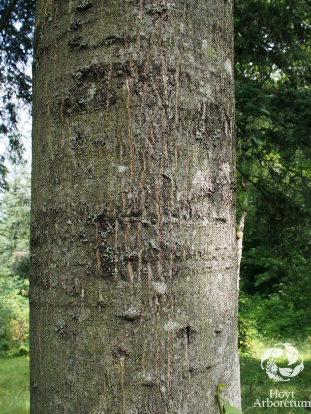 Quercus palustris - pin oak
