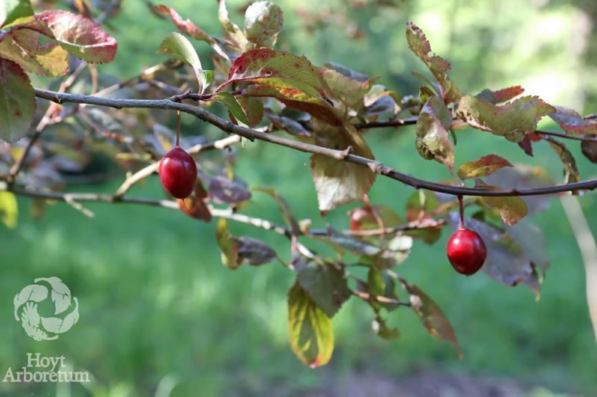 Prunus cerasifera - myrobalan plum, ciruela chabacana, cherry plum