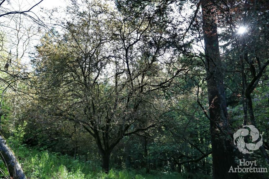 Prunus cerasifera - myrobalan plum, ciruela chabacana, cherry plum